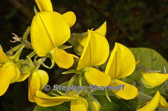 crotalaria sp 1 graphic